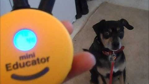 Remote Collar Working Level