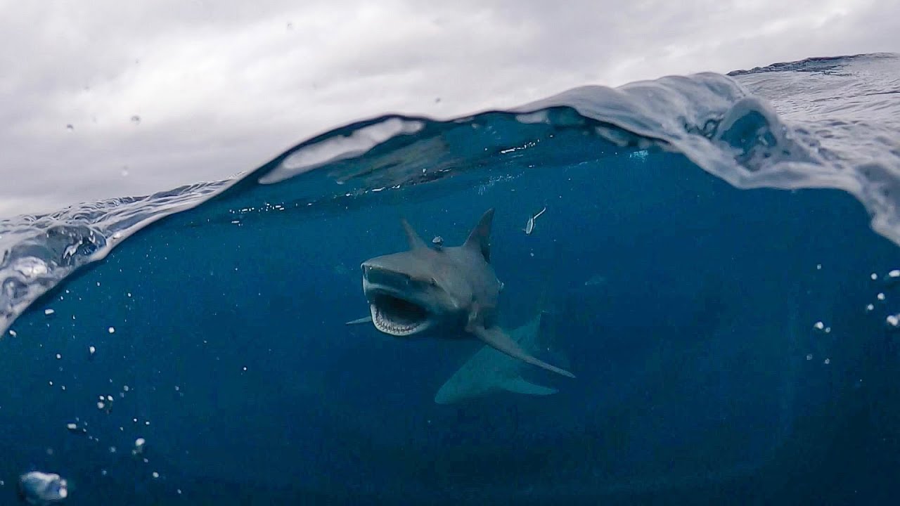 Cageless Shark Diving Jupiter, FL