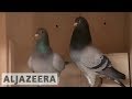 Chinese billionaires are obsessed with Belgian racing pigeons