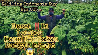 KIK Eps 035 || Di Lombok Penghasil Tembakau banyak banget 😱