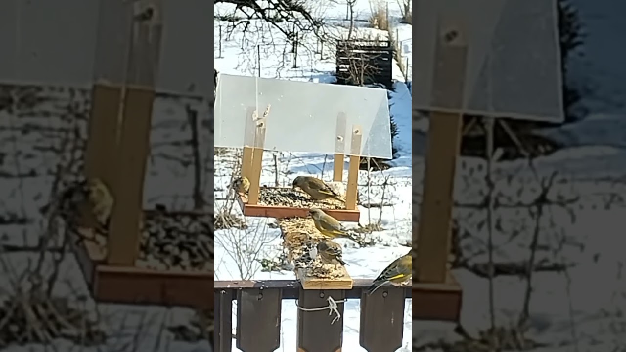 🐤💛Czyżyki vs dzwońce - odważne maluszki w karmniku!☀️🎶@NaturinaKadryNatury 