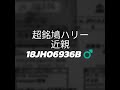 超銘鳩ハリー号近親❗L、ダッゼンベルク作同士の配合   18JH06936B♂️