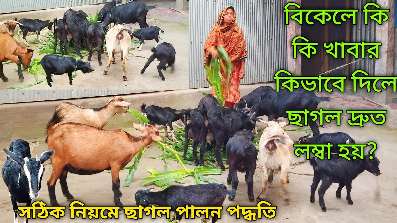 খামারের ছাগলগুলোকে বিকেল বেলায় কিভাবে খাবার খেতে দেই // black bangle ...