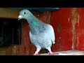 Почтари привели чужого голубя и -1. Sports pigeons brought alien pigeon and -1