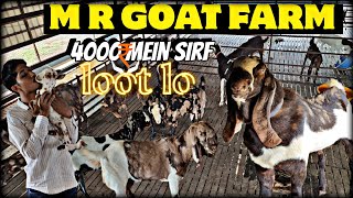 4000 mein sirf loot lo #goats #for_sale  | M R GOAT FARM | @MRGOATFARM