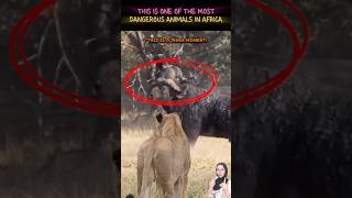 Wild African Buffalo Battle Caught On Camera
