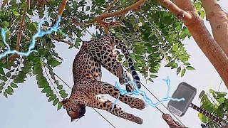 This Leopard Will Be Electrocuted From 850 Volts