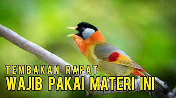 Masteran suara burung PANCA WARNA