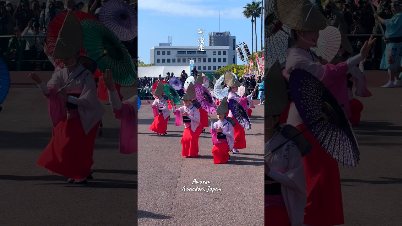 【ちょいと鯛を釣りましょう!】阿波連 #阿波おどり #dance #japan