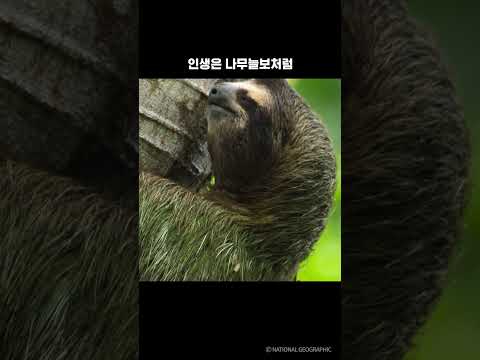 인생은 나무늘보처럼