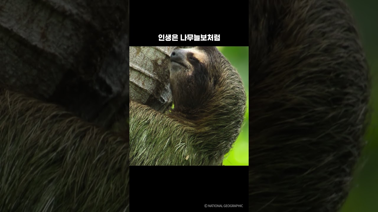 인생은 나무늘보처럼