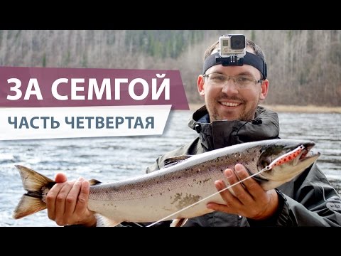 лосось чем ловят лосось чем ловят