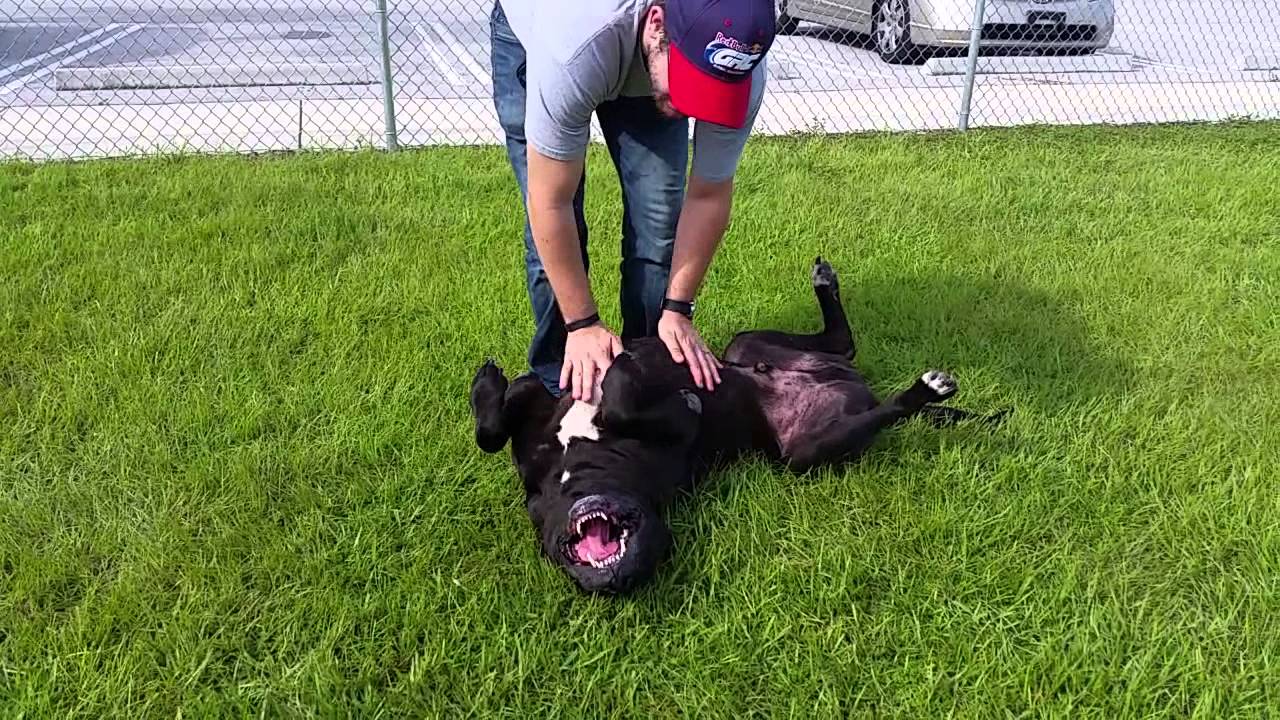 great dane mastiff mix getting tummy rubs youtube
