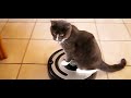 Cats Who Ride Roombas! (A Compilation)