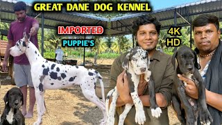 GREAT DANE PUPPY'S | Puppy's For Sale | Imported Linage Dogs | Harlequin dane | 4K #dogstamil