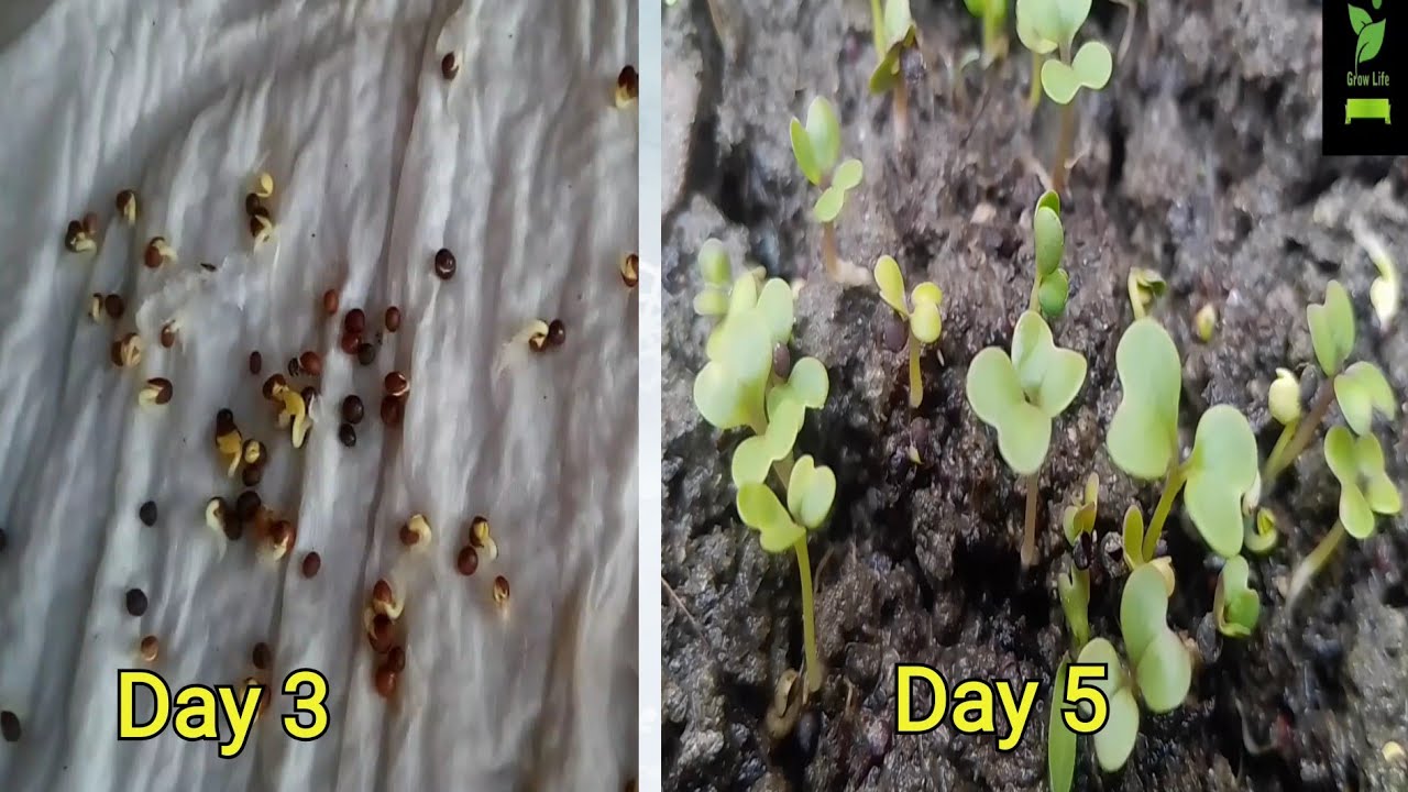 How to germinate cauliflower seeds YouTube