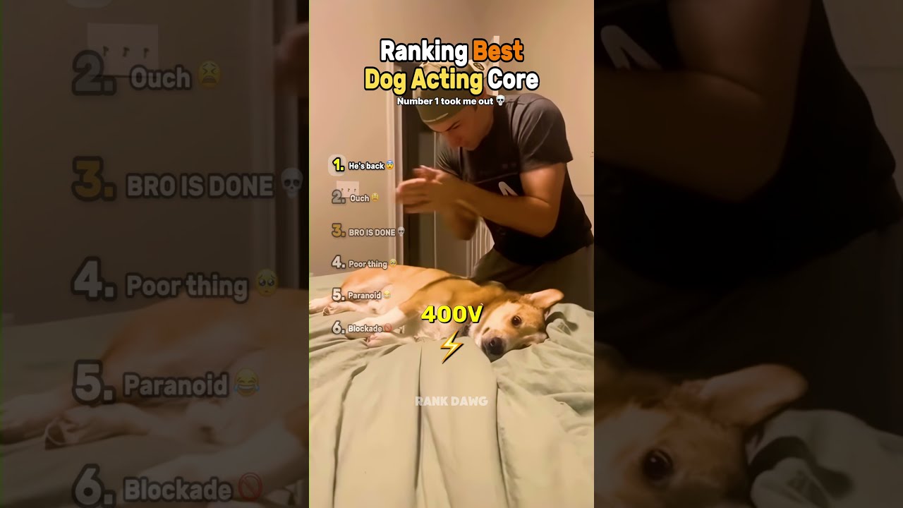 Ranking Best Dog Acting Core 🎭