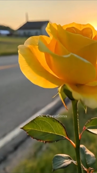 Selamat Pagi 🌹💛🥰 Status WhatsApp....#youtube #alam #pendek #selamatpagi ||