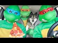 Pig Steals Puppy From Turtles in Car Ride Chase!