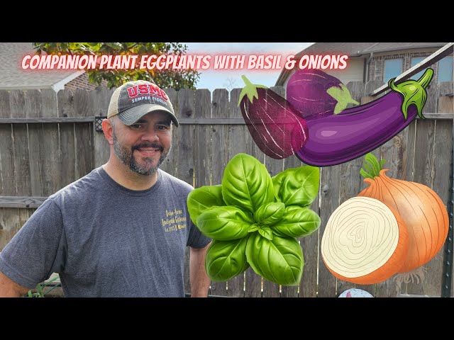 Eggplants & Onion Are Great Companion Plants, but So is Basil || DHBG -  YouTube