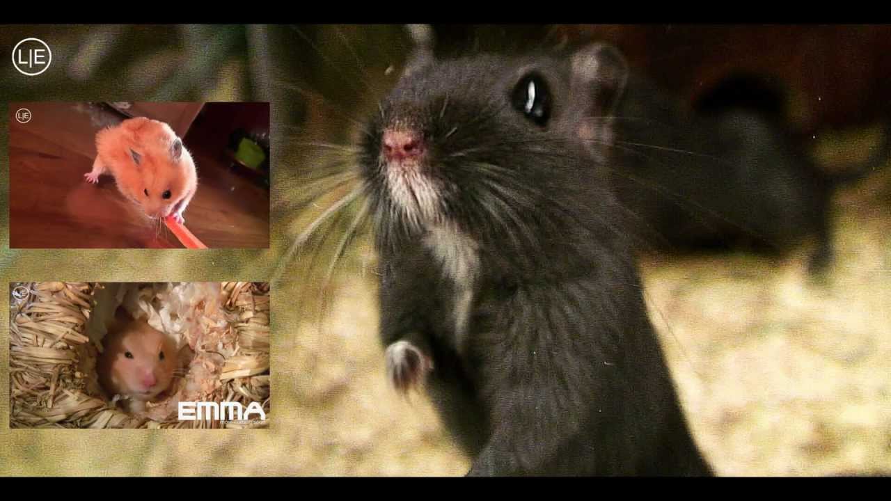 Dramatic Mouse LILI (1) - Dramatic Look - YouTube