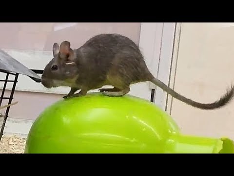 jeu souris pour chat