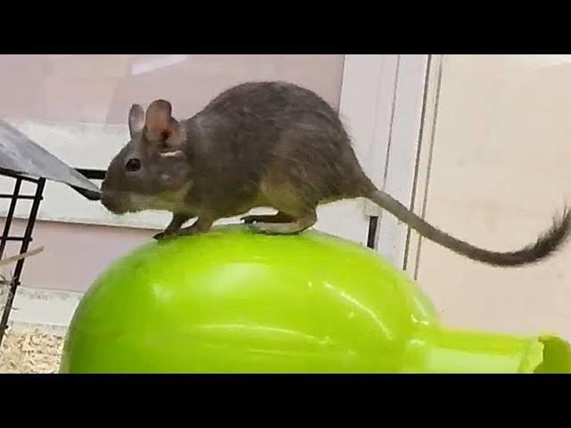 jeux souris pour chat