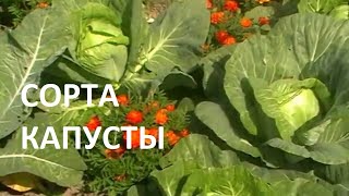 Капуста Простоквашино Описание Сорта Фото Отзывы