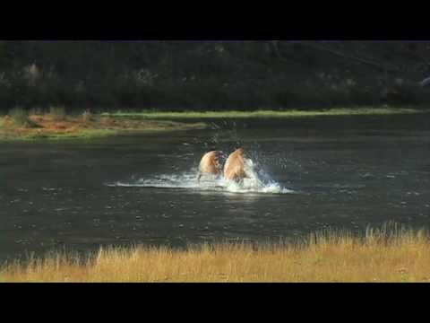 Elk Fighting in River - Yellowstone National Park