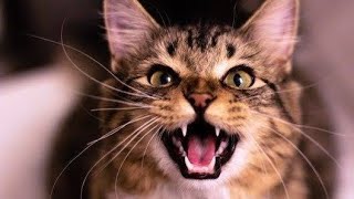 Angry Cat Meow Sound Effect || scary Meow Sound || Cat Meowing Loudly 10 Hours