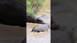 Mother hippo protects calf from aggressive male, Masai Mara, Kenya