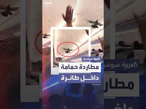حمامة تثير الذعر والضحك بين ركاب طائرة أميركية