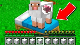 How to play PREGNANT SHEEP in Minecraft! Real life family CAT! Battle NOOB VS PRO Animation by Object Events. 9,845 views 3 years ago 10 minutes, 57 seconds