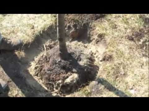 Planting fruit trees - YouTube