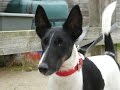 Basil - Fox Terrier - 4 Weeks Residential Dog Training