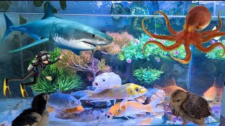Magical aquarium: Sharks, turtles, koi fish swim together | Animals being cute