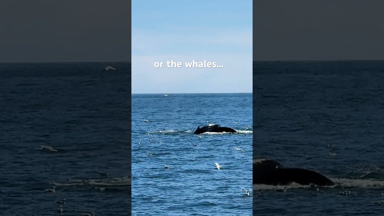 Couple went to Alaska for one reason