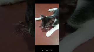 #miwam miwam#catlove #shortvideo #catvideo#dristirekha 🐭 Update