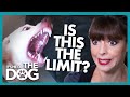 Is This a Dog That Can't be Trained? | It's Me or the Dog