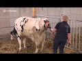Two girls helps a cow to give birth