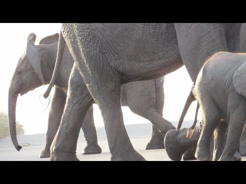 Elephant Caught 'Moon Walking' In Road