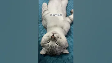 Токсоплазмоз