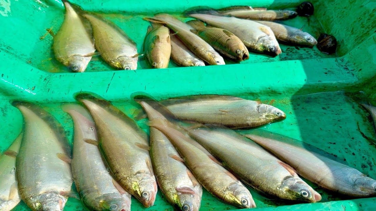 Giăng Lưới Cá Thác Lác Rừng ,Dính Toàn Con To •UMQT | #1041