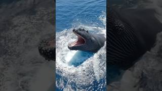 “Humpback Whale Opens Its Mouth at the Ocean Surface | Drone Footage