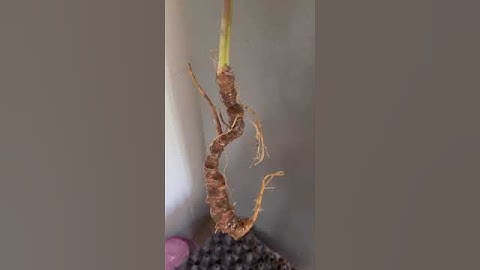 Củ sâm ngọc linh rừng kontum già đẹp hiếm có  #sâm_ngọc_linh_rừng