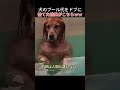 【悲報】犬のプール代をドブに捨てた結果がこちらｗｗ