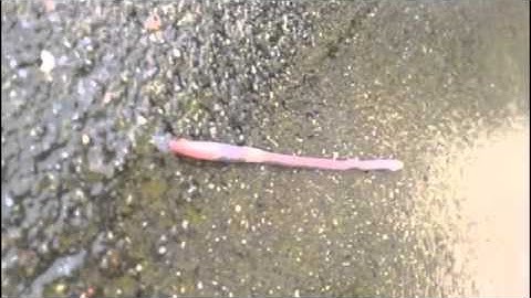 Mon Coeur by Moog Cookbook