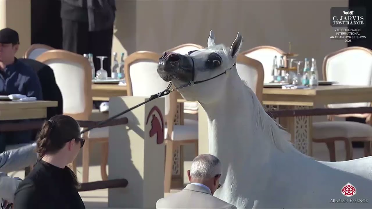 N 209 BERLANTY AL MAI   7th Souq Waqif International Arabian Horse Show 2026   Mares 7 10 Years Old