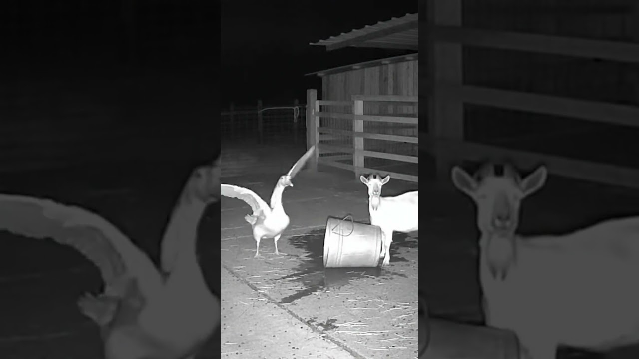 Goat & Goose Midnight CCTV Chaos 😳 