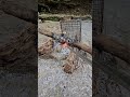 bushcraft tip